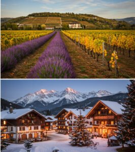 A collage showing the four seasons in France: pink cherry blossoms for spring, a purple lavender field for summer, a lavender field with the Eiffel Tower for a Paris trip, and a snowy Alpine village for winter.
